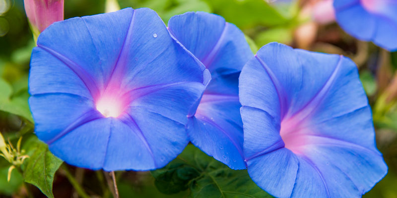 Je čas prozkoumat LSA?