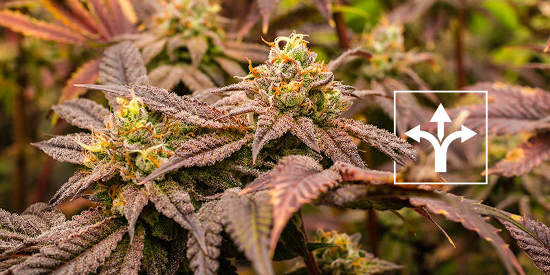 Jak&eacute; jsou rozd&iacute;ly mezi crop steering a tr&eacute;ninkem rostlin?