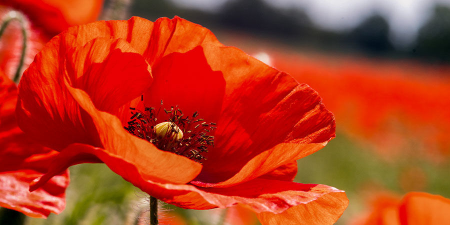 Corn Poppy Single Red