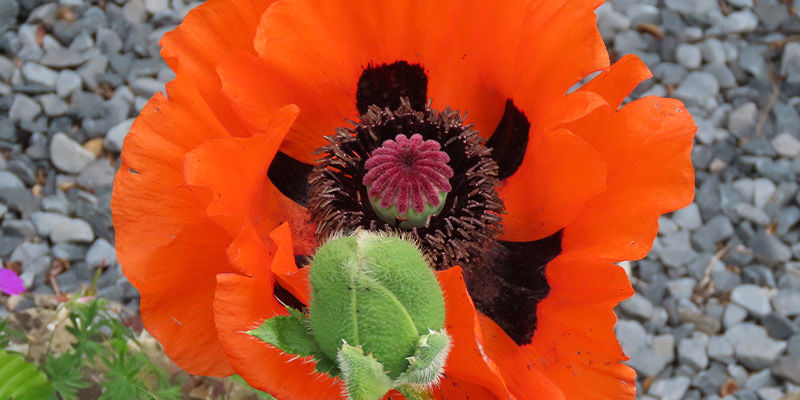 Velk&yacute; &scaron;arlatov&yacute; m&aacute;k (Papaver bracteatum)
