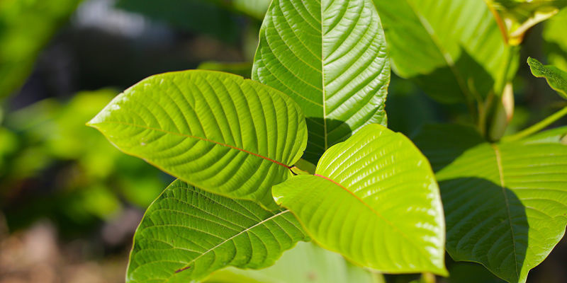 Seznamte se s Mitragyna speciosa