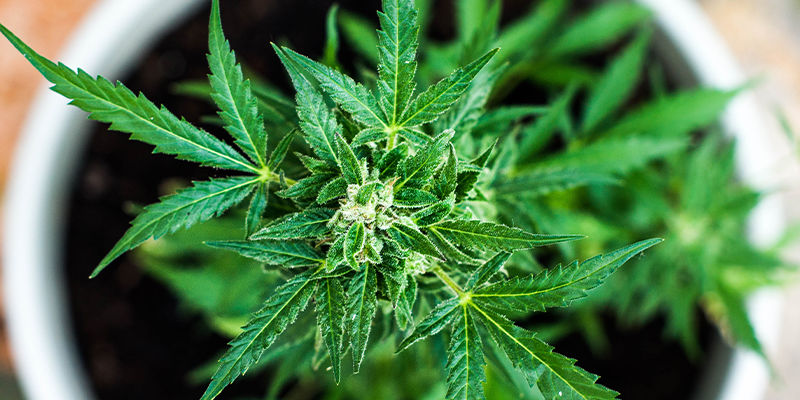 Jak předch&aacute;zet HpLV u konop&iacute;