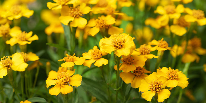 Co je mexick&yacute; estragon?