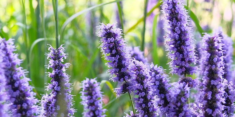 Hyssop