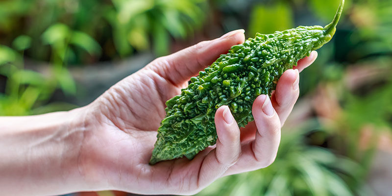 Hořk&yacute; meloun