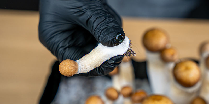 Přechod na sterilizaci objemn&eacute;ho substr&aacute;tu