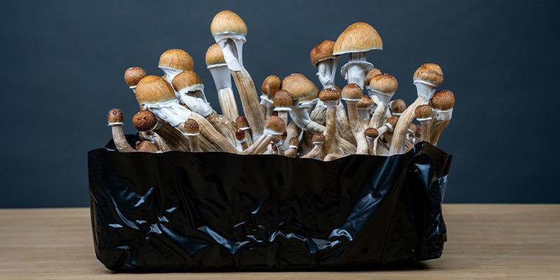 Využijte mycelium na maximum s monotubem