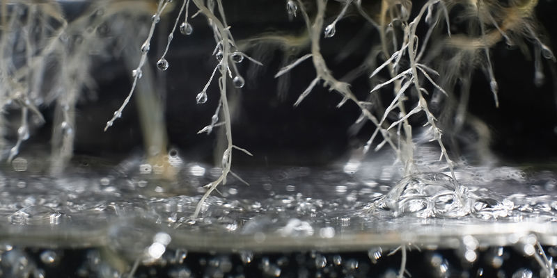 Sledujte, jak se va&scaron;im rostlin&aacute;m konop&iacute; dař&iacute;