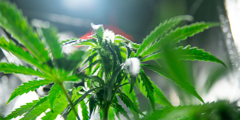 Seznamte se s LEC pěstebn&iacute;mi světly je&scaron;tě dnes