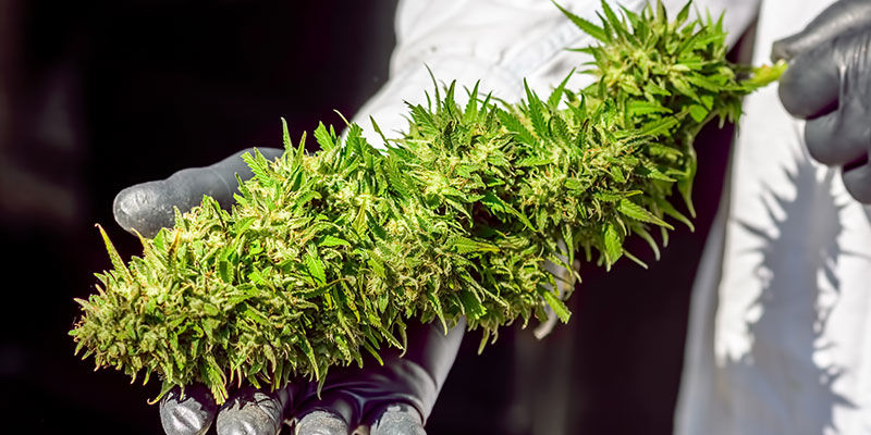 Rekordy rostlinn&eacute; ř&iacute;&scaron;e