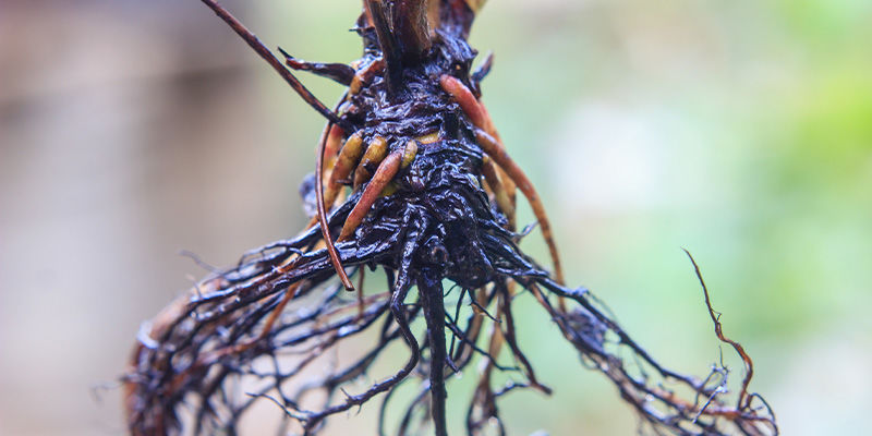 Možn&eacute; probl&eacute;my s pěstov&aacute;n&iacute;m v chladn&eacute;m klimatu