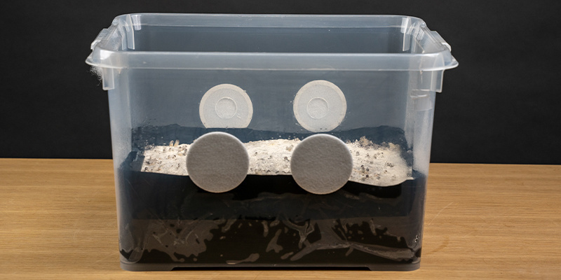 Drain the water from your kit and place it inside its fruiting chamber