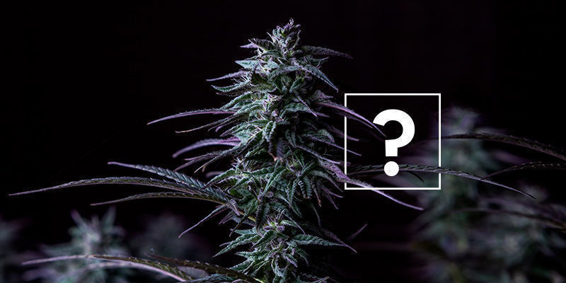 Budouc&iacute; dopady THCP