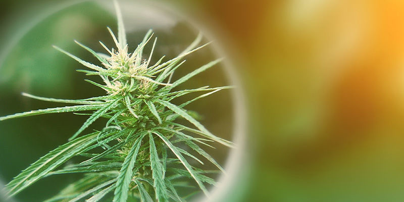 Co přesně je THCP?