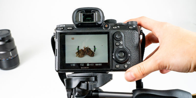 Uměn&iacute; fotit kvalitn&iacute; květy