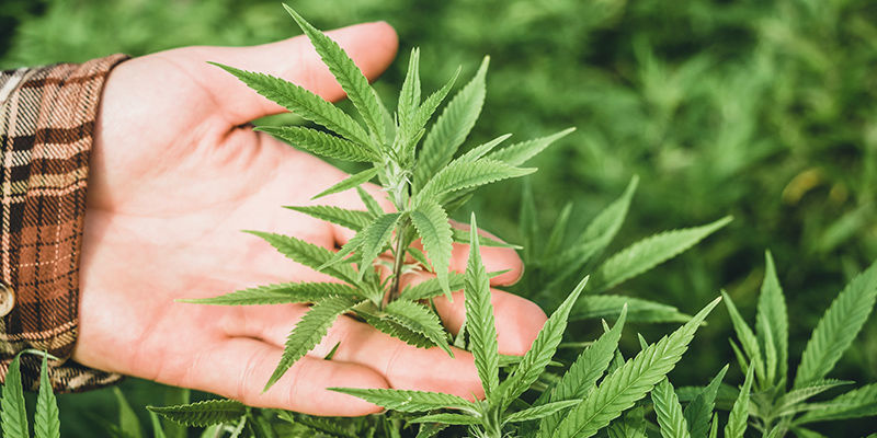 Mohou se rostliny zotavit z po&scaron;kozen&iacute; větrem?