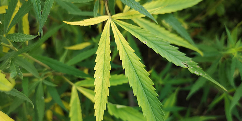 Jak rozpoznat nedostatek dus&iacute;ku?