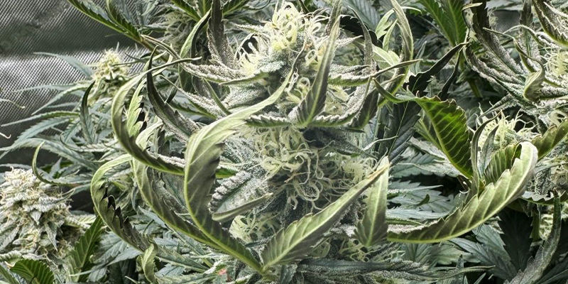 Co když je dus&iacute;ku moc?