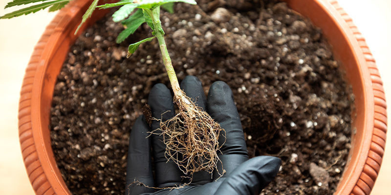 Jak&eacute; jsou př&iacute;činy nedostatku dus&iacute;ku?