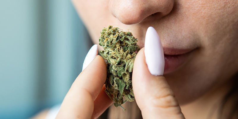 Jak&eacute; jsou vlastnosti kvalitn&iacute;ho konop&iacute;?