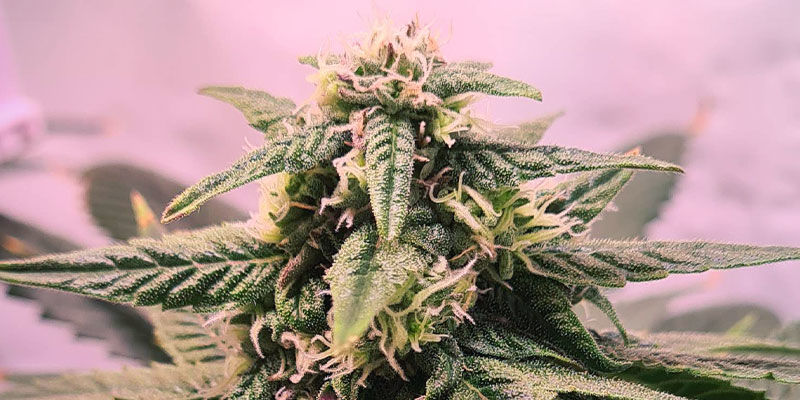 Kterou odrůdu si vyberete?