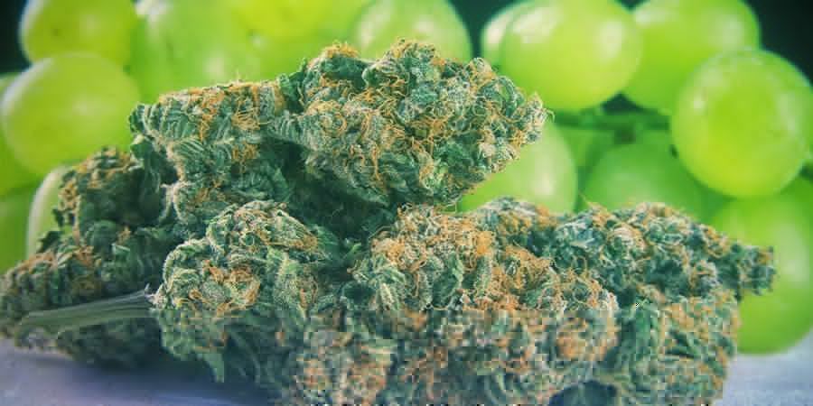 Kde se flavonoidy nach&aacute;zej&iacute;?