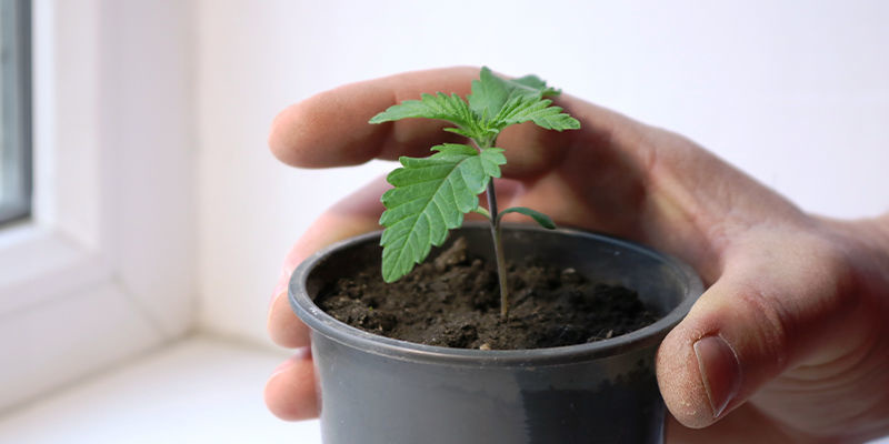 Pěstujte si vlastn&iacute; konop&iacute; na okenn&iacute;m parapetu už dnes