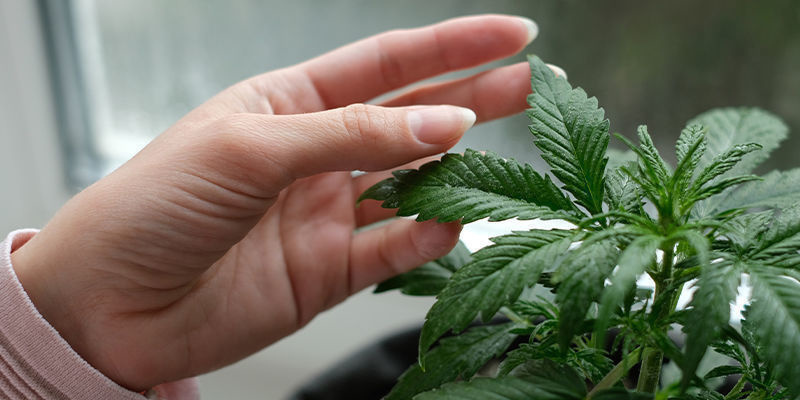 Nev&yacute;hody pěstov&aacute;n&iacute; odrůd konop&iacute; na okenn&iacute;m parapetu