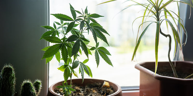 Proč pěstovat konop&iacute; na okenn&iacute;m parapetu?