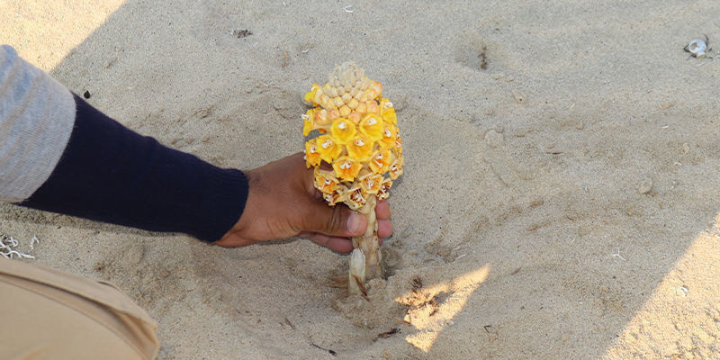 Jak &uacute;činn&aacute; je Cistanche tubulosa?