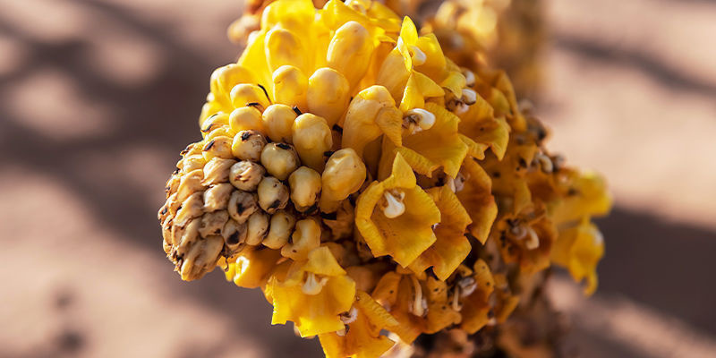 Co je Cistanche tubulosa?