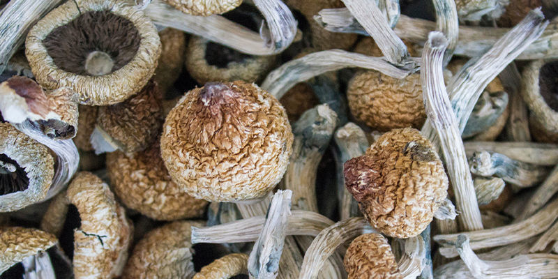 S&iacute;la lysohl&aacute;vek