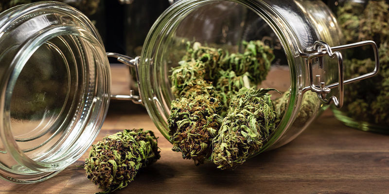 Proč je zr&aacute;n&iacute; konop&iacute; tak důležit&eacute;