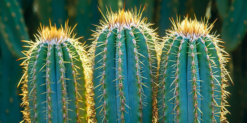 Udržujte svůj kaktus San Pedro zdrav&yacute;