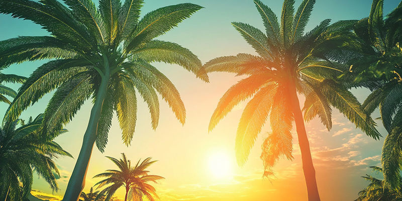 Pěstov&aacute;n&iacute; konop&iacute; v klimatu Kalifornie