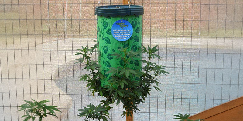 Co je inverzn&iacute; pěstov&aacute;n&iacute;?