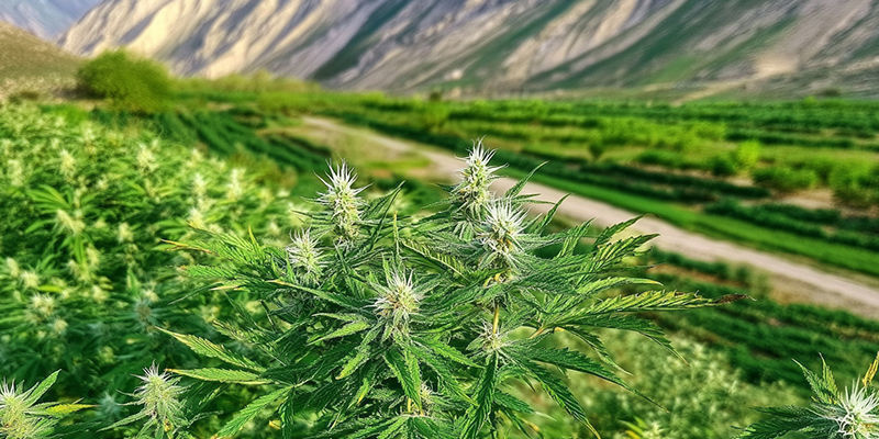 Pěstov&aacute;n&iacute; afgh&aacute;nsk&yacute;ch landrace odrůd