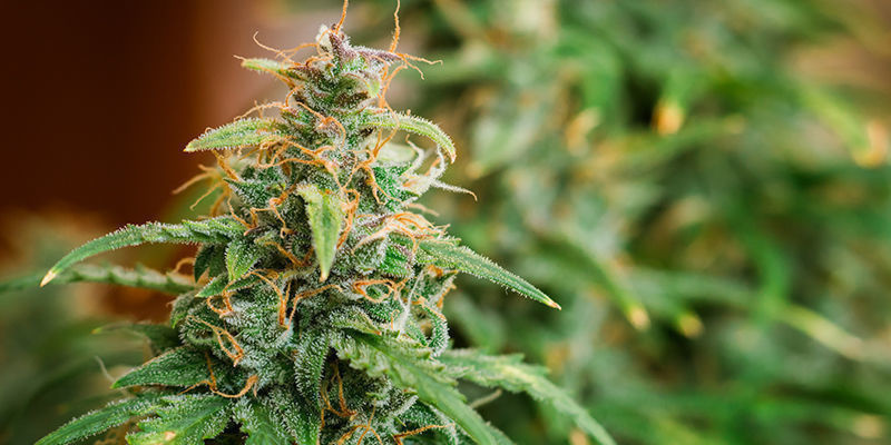 Pěstitelsk&eacute; v&yacute;zvy odrůdy Road Kill Skunk