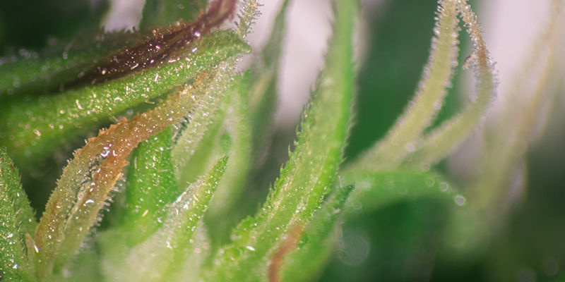 Pozn&aacute;te pohlav&iacute; rostliny podle počtu v&yacute;honků