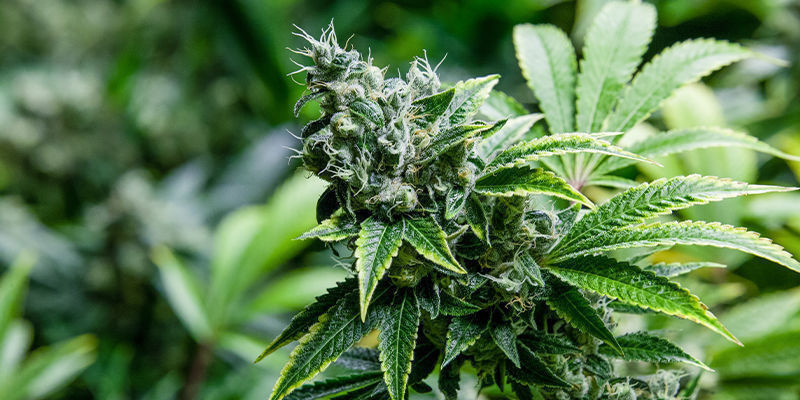 Konop&iacute; a kreatin: tvrd&scaron;&iacute;, lep&scaron;&iacute;, rychlej&scaron;&iacute;, silněj&scaron;&iacute;?