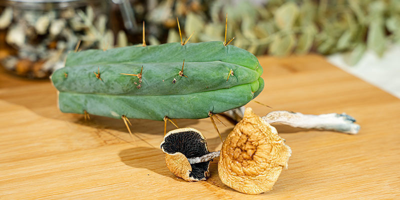 Běžn&eacute; zdroje meskalinu a psilocybinu