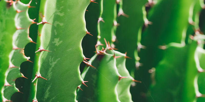 Je meskalin lep&scaron;&iacute; než psilocybin?