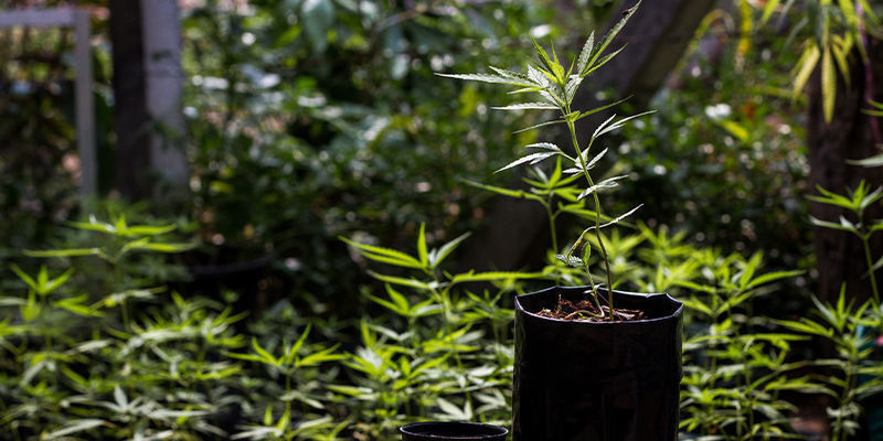 Drahokamy v zelen&eacute;m: Když se vz&aacute;cnost stane skutečnost&iacute;