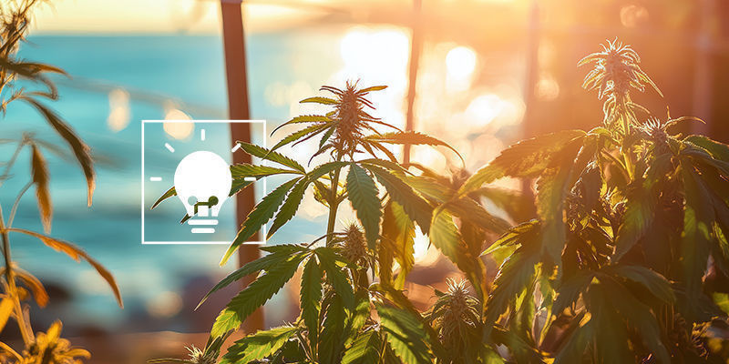 Tipy, jak pěstovat konop&iacute; u moře