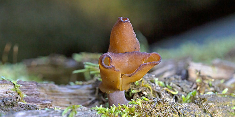 Neprav&aacute; smrže