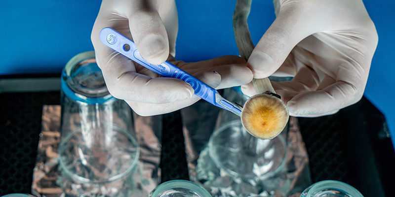 Jak vyrobit v&yacute;trusn&yacute; otisk houby: krok 5