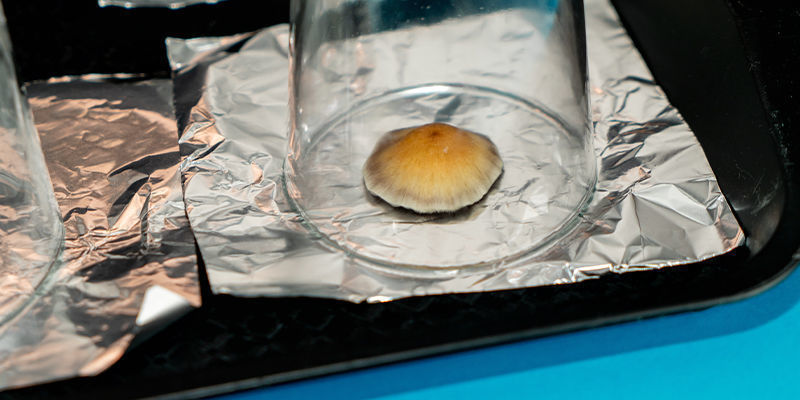 Jak vyrobit v&yacute;trusn&yacute; otisk houby: krok 6