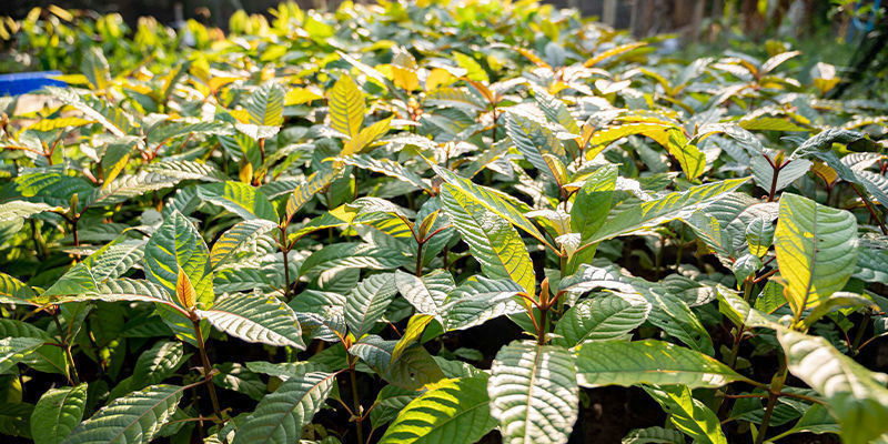 Jak&yacute; je rozd&iacute;l mezi jednotliv&yacute;mi kmeny kratomu?