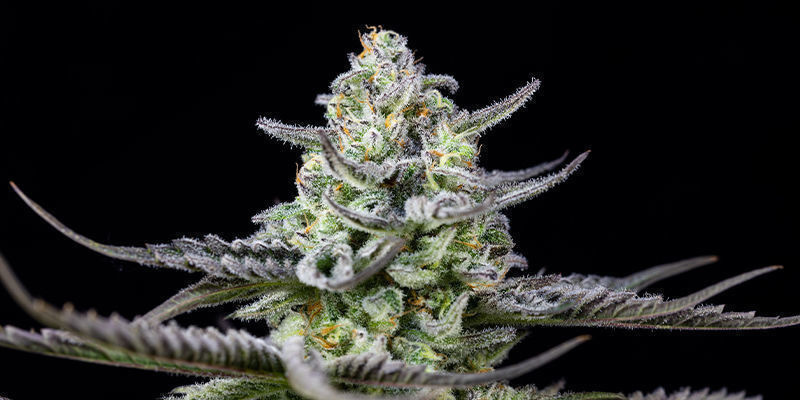 Zažijte majest&aacute;t na&scaron;ich odrůd Royal Vault