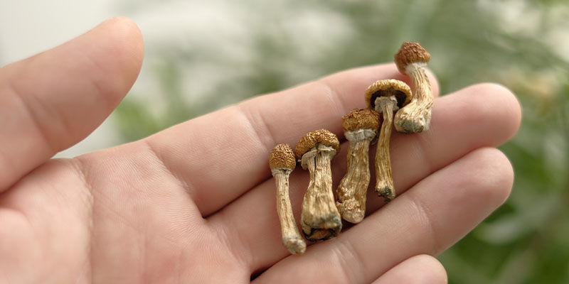 Biohacking s houbami: dar př&iacute;rody